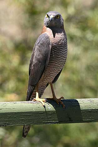 Brown Goshawk