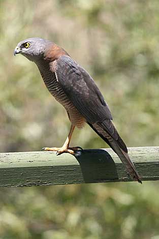 Brown Goshawk