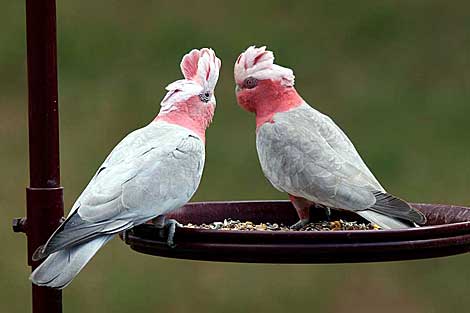 Galah