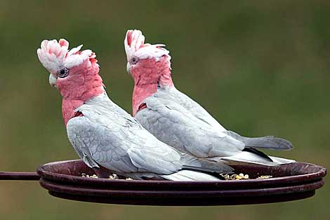 Galah