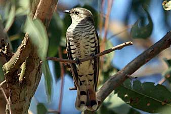 Little Bronze-Cuckoo