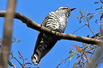 Little Bronze-Cuckoo