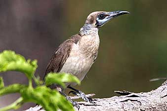 Little Friarbird