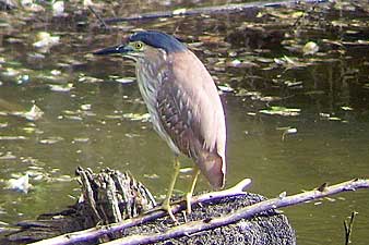 Nankeen Night-Heron