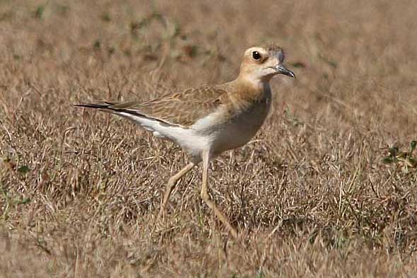 Oriental Plover