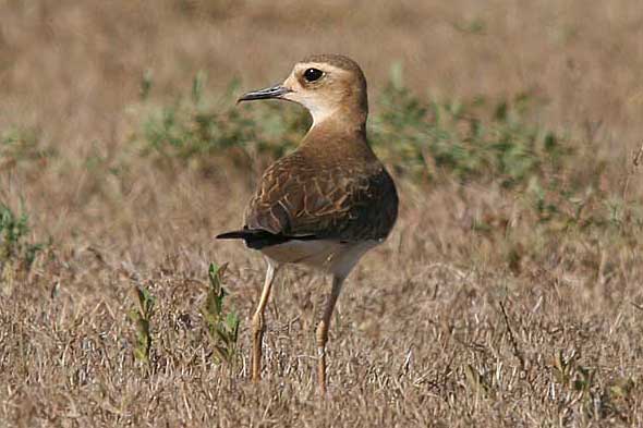 Oriental Plover