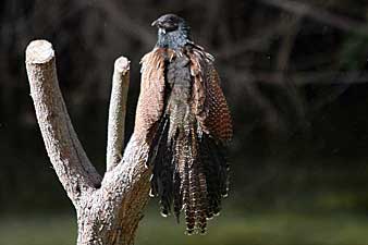 Pheasant Coucal