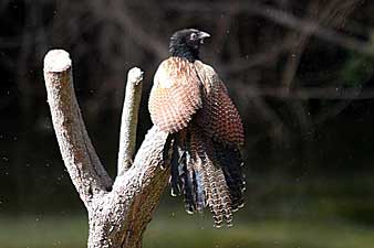 Pheasant Coucal