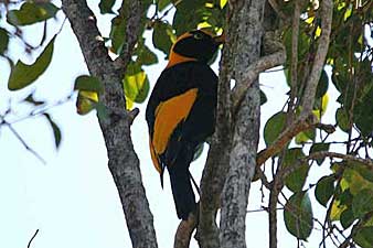 Regent Bowerbird