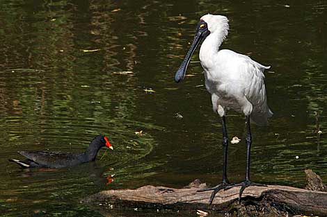 Royal Spoonbill