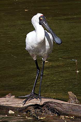 Royal Spoonbill