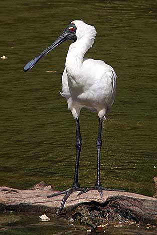 Royal Spoonbill