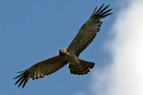 Spotted Harrier