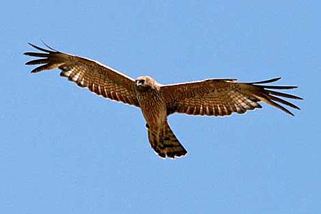 Spotted Harrier