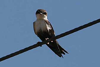 White-backed Swallow