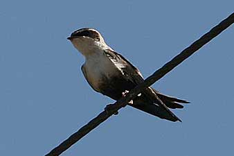 White-backed Swallow