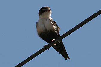 White-backed Swallow