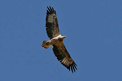 White-bellied Sea-eagle