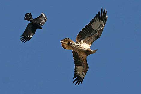 White-bellied Sea-eagle