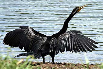 Australasian Darter