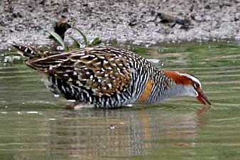 Buff-banded Rail