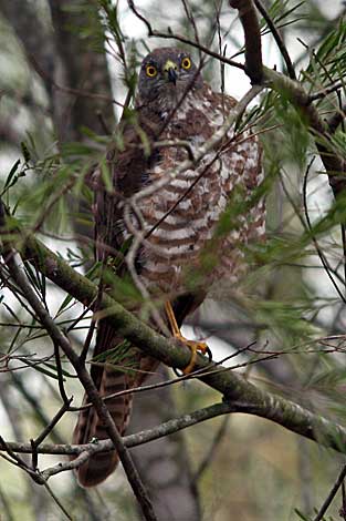 Collared Sparrowhawk