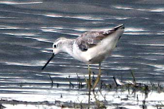 Marsh Sandpiper