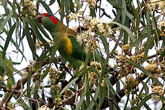 Musk Lorikeet