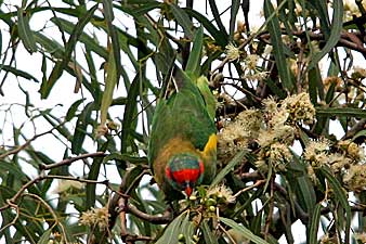 Musk Lorikeet