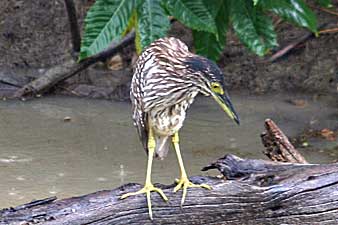 Nankeen Night-Heron