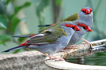 Red-browed Finch