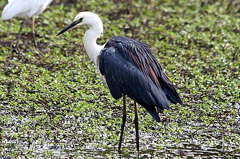 White-necked Heron