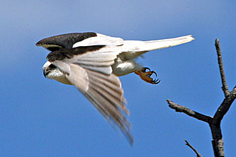 Black-shouldered Kite