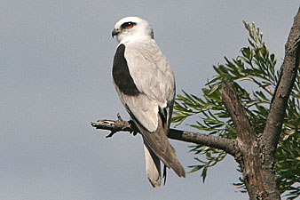 Black-shouldered Kite