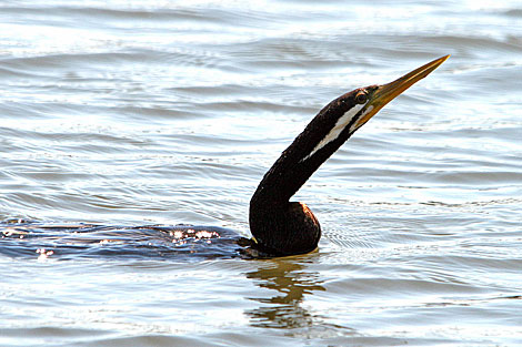 Australasian Darter