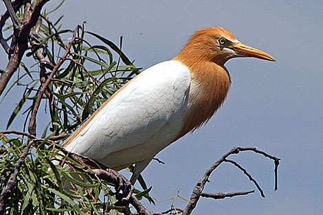 Cattle Egret