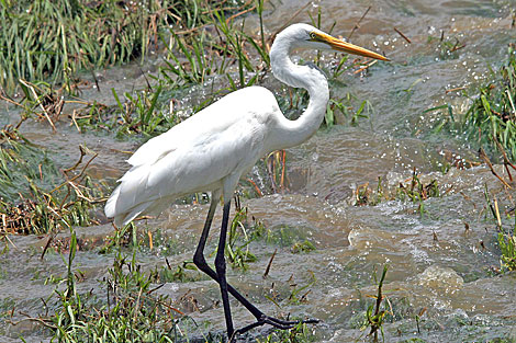 Eastern Great Egret