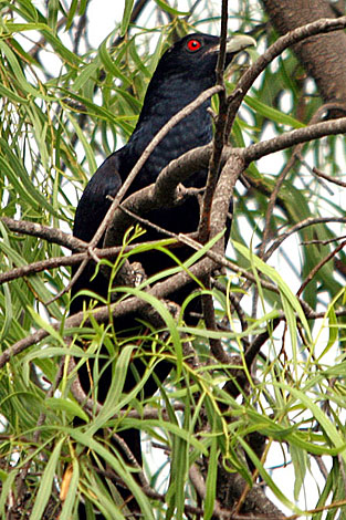 Eastern Koel