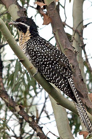 Eastern Koel