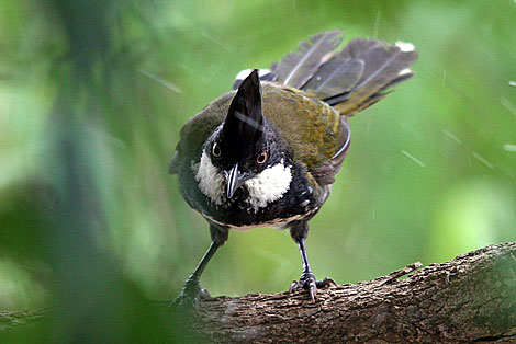 Eastern Whipbird