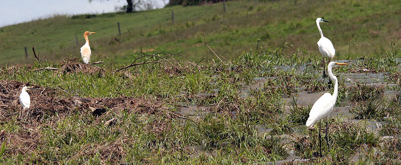 Three Egret species