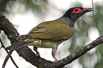 Australasian Figbird