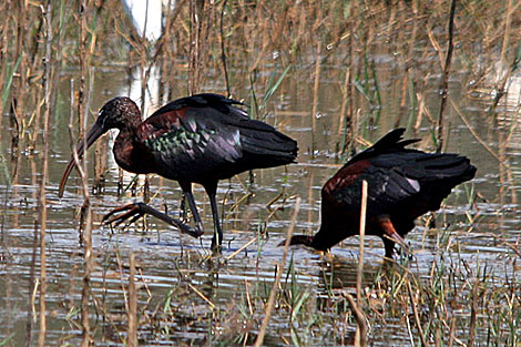 Glossy Ibis