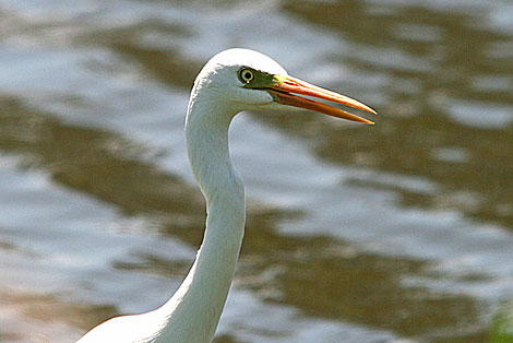 Intermediate Egret