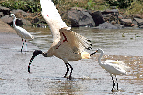 Australian White Ibis and Little Egret