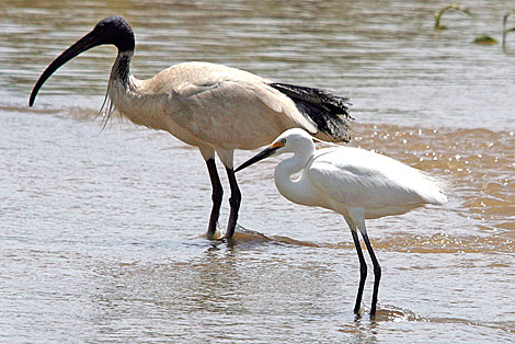 Australian White Ibis and Little Egret