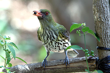 Olive-backed Oriole