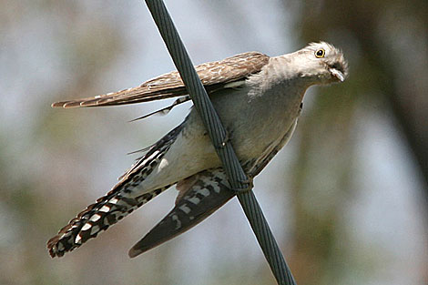 Pallid Cuckoo