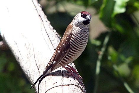 Plum-headed Finch