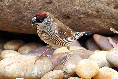 Plum-headed Finch